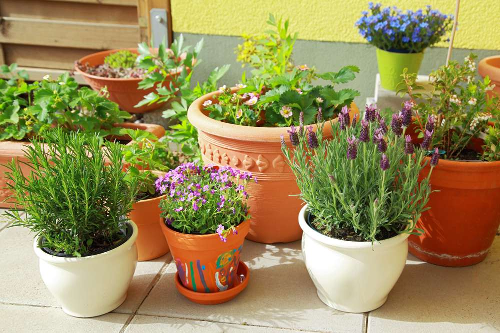 Вместо того, чтобы опрыскивать себя или опрыскивать область вредными препаратами, вы можете посадить несколько растений прямо в саду или в горшках, запах или содержащиеся в них соединения естественным образом отталкивают клещей